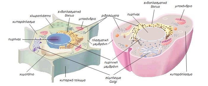 Εικ. 1.7 Ένα «τυπικό» φυτικό κύτταρο. Εικ. 1.8 Ένα «τυπικό» ευκαρυωτικό ζωικό κύτταρο.