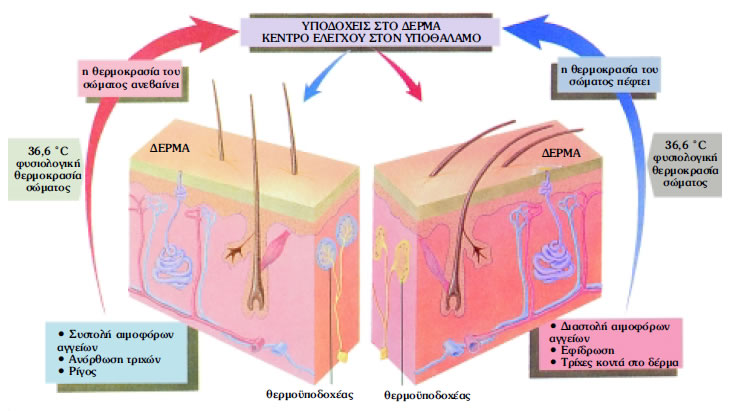 Εικόνα 1.1: Ρύθμιση θερμοκρασίας στο ανθρώπινο σώμα