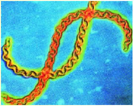 Το βακτήριο Treponema pallidum που προκαλεί τη σύφιλη.