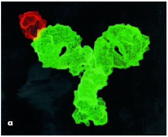 Eικόνα 1.24: α) Σύνδεση αντισώματος - αντιγόνου, β) συμπληρωματικότητα αντισώματος - αντιγόνου, γ) ένα αντίσωμα συνδέεται με περισσότερα από ένα αντιγόνα.