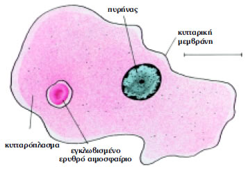 Εικόνα 1.2α: Ιστολυτική αμοιβάδα, πρωτόζωο που προκαλεί δυσεντερία.