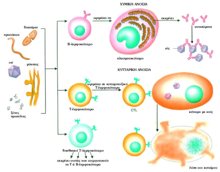 Εικόνα 1.25: Χυμική και κυτταρική ανοσία