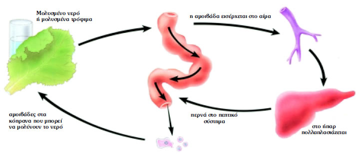 Εικόνα 1.2β: Η μετάδοση της αμοιβαδοειδούς δυσεντερίας