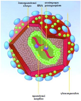Εικόνα 1.32: Ιός ΗIV