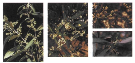 Εικόνα 4-16 Στάδια από το σχηματισμό ταξιανθιών μέχρι το σχηματισμό των καρπών