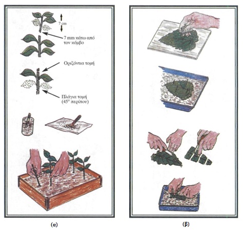 Εικόνα 4-17 Πολλαπλασιασμός με μοσχεύματα: α. μόσχευμα βλαστού β. μόσχευμα φύλλου