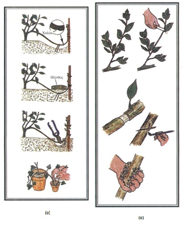 Εικόνα 4-18 Πολλαπλασιασμός με καταβολάδες: α. απλή καταβολάδα β. εναέρια καταβολάδα