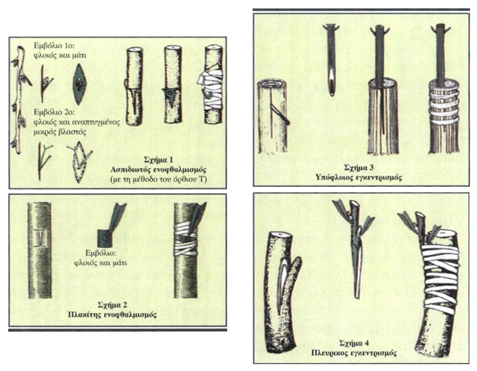 Εικόνα 4-19 Διάφορα είδη εμβολιασμού