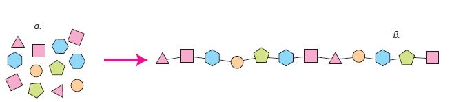 Εικ. 1.4 Τα αμινοξέα (α) ενώνονται μεταξύ τους με χημικούς (πεπτιδικούς) δεσμούς και σχηματίζουν πρωτεΐνες (πολυπεπτίδια) (β).