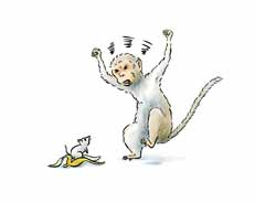 monkey
