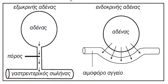 εικ. 11.1 Τα δύο είδη αδένων του σώματος μας (α) εξωκρινής αδένας (β) ενδοκρινής αδένας