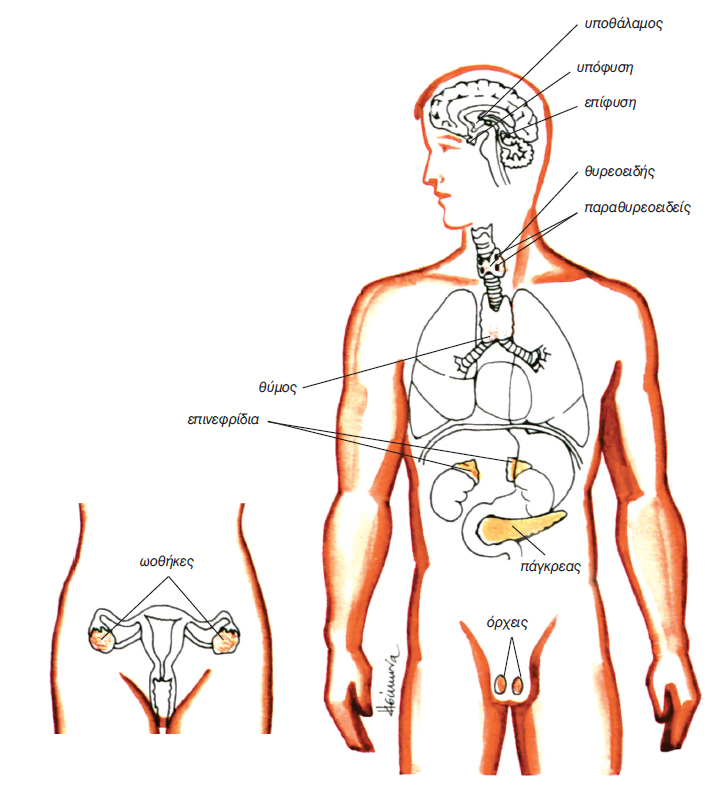 εικ. 11.2 Ενδοκρινείς και μεικτοί αδένες του σώματος