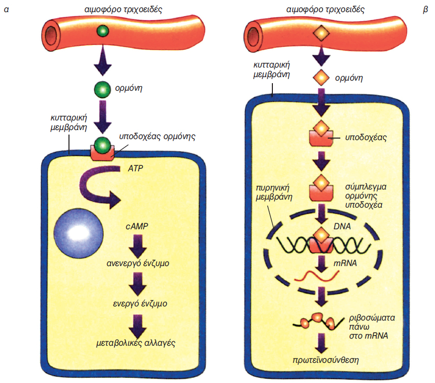 ΕΙΚ. 11.3 Τρόποι δράσης των ορμονών α. πεπτιδικές β. στεροειδείς
