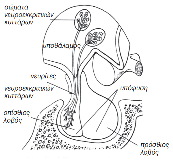 εικ.11.4 Υποθάλαμος και υπόφυση