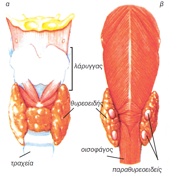 εικ. 11.5 (α) Θυρεοειδής αδένας (β) παραθυρεοειδείς αδένες