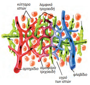 εικ. 4.2 λεμφαγγεία