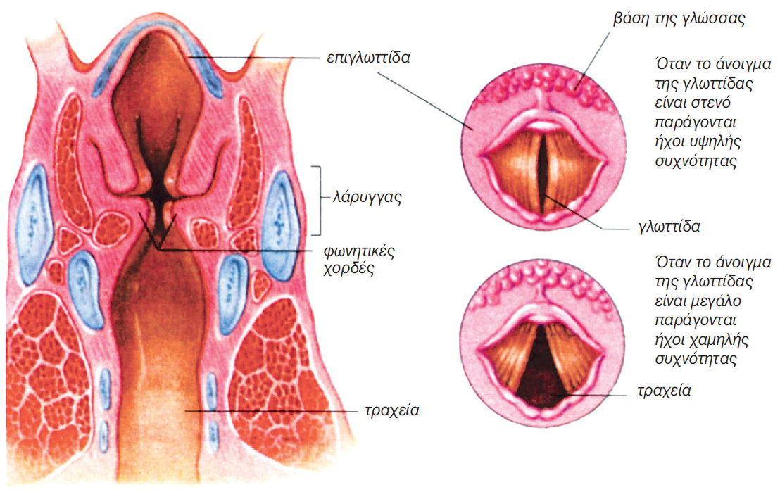 Εικόνα 5.2 Επιμήκης διατομή του λάρυγγα. Εγκάρσια διατομή του λάρυγγα