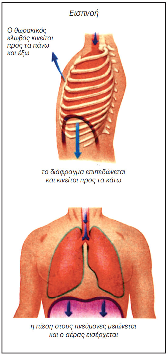 εικ. 5.3 Ο μηχανισμός της εισπνοής