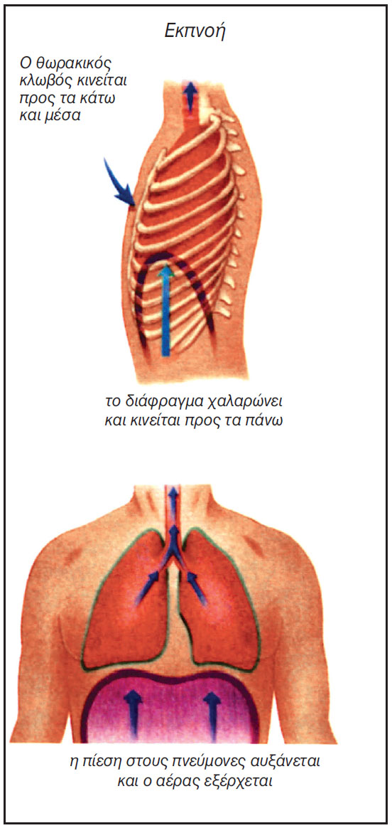 εικ. 5.4 Ο μηχανισμός της εκπνοής