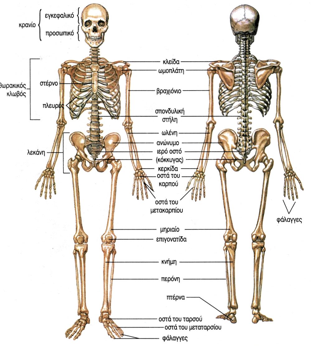 εικ. 7.1 Ο σκελετός