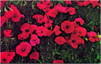 Εικόνα 1.45: Μήκων η υπνοφόρος