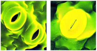 Εικόνα 2.18: Ανοικτά και κλειστά στόματα φύλλου φυτού