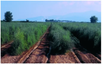 Εικόνα 2.19: Καλλιέργειες στο δέλτα του Νέστου