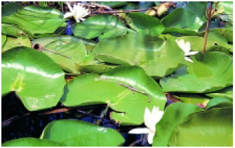 Εικόνα 2.26: Νούφαρα στη Μικρή Πρέσπα