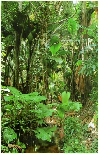 Εικόνα 2.28: Τα τροπικά δάση είναι τα πιο πλούσια σε ποικιλία οικοσυστήματα του πλανήτη μας.