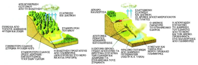 Εικόνα 2.30: Με την καταστροφή των φυτών παύει το έδαφος να συγκρατείται από τις ρίζες τους. Οι βροχές σχηματίζουν χειμάρρους που παρασύρουν το χώμα στους ποταμούς, στις θάλασσες και στις λίμνες. Η διάβρωση οδηγεί σε ένα γυμνό από χώμα φλοιό και η περιοχή ερημοποιείται.
