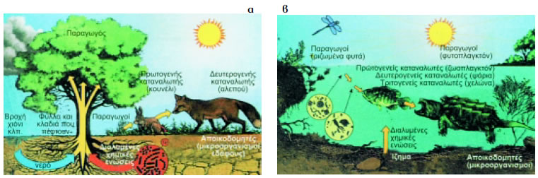 Εικόνα 2.3: α) Χερσαίο οικοσύστημα, β) οικοσύστημα μιας λίμνης