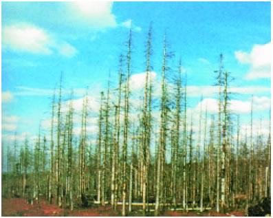 Εικόνα 2.40: Η όξινη βροχή καταστρέφει τα δάση στη Βόρεια Ευρώπη.