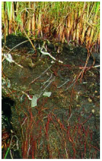 Εικόνα 2.46: Το επιφανειακό χώμα είναι κατάλληλο για την ανάπτυξη των φυτών.