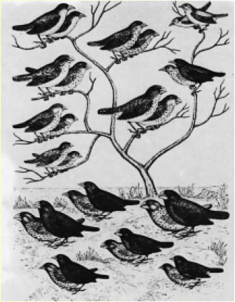 Στα νησιά Γκαλαπάγκος ο Δαρβίνος παρατήρησε 13 είδη σπίνων