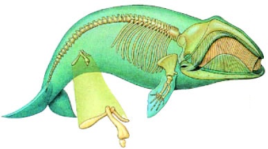 Εικόνα 3.17: Υπολειμματικά όργανα: οστά της λεκάνης στη φάλαινα