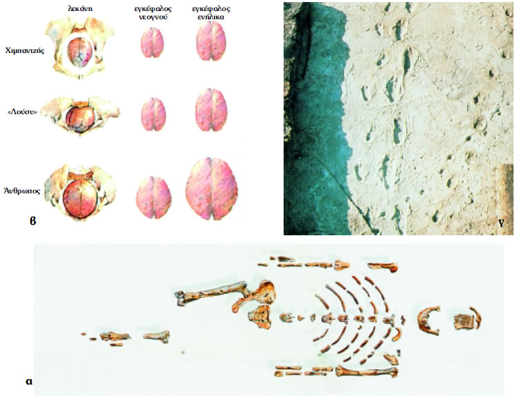 Εικόνα 3.22: α) «Λούσυ», ένας θηλυκός Αυστραλοπίθηκος που έζησε πριν από 3 εκατομμύρια χρόνια, β) σύγκριση λεκάνης και μεγέθους εγκεφάλου ανάμεσα στη «Λούσυ», το χιμπαντζή και τον άνθρωπο, γ) αποτυπώματα Αυστραλοπιθήκων