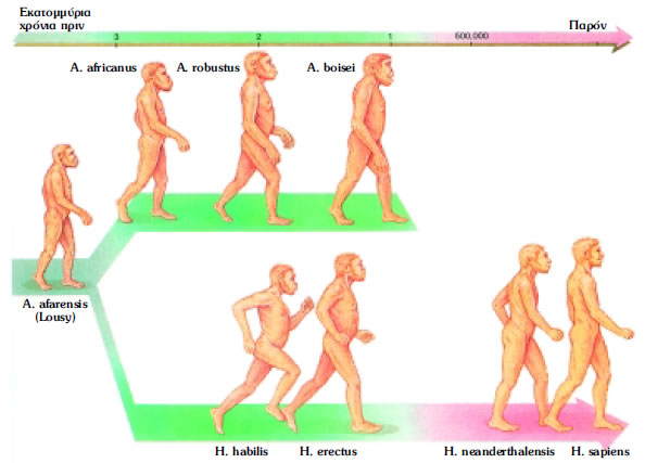 Εικόνα 3.23: Εξελικτικό δέντρο Ανθρωπιδών