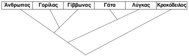 Εικόνα 3.2: Το φυλογενετικό δέντρο ορισμένων οργανισμών διαφορετικού είδους. Αρκεί μια ματιά, για να διαπιστωθεί ότι οι οργανισμοί που μοιράζονται κοινό πρόγονο είναι αρκετά συγγενικοί, ώστε να τοποθετούνται στην ίδια συστηματική βαθμίδα.