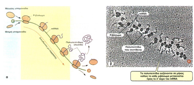 Εικόνα 2.12α, Εικόνα 2.12β