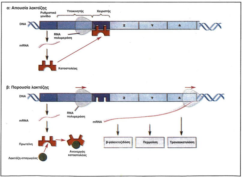 Εικόνα 2.13 Το οπερόνιο της λακτόζης.