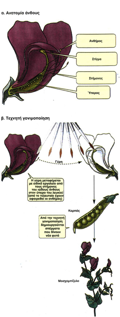 Εικόνα 5.2α, Εικόνα 5.2β